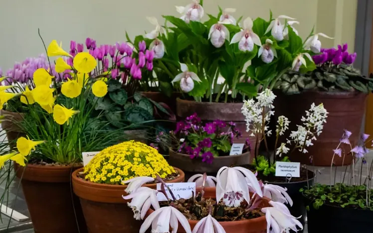 A close up of several pots of brightly coloured flowers.