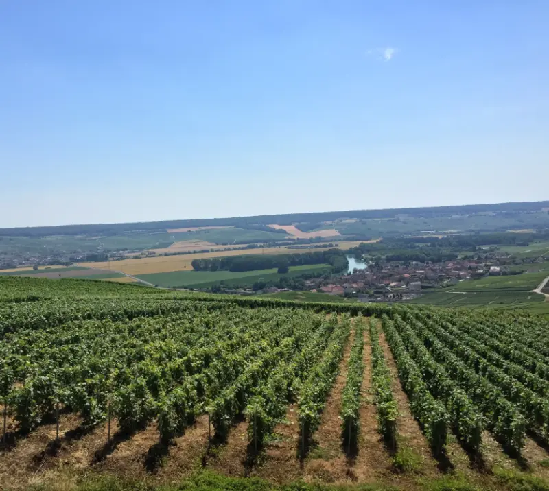 Wineyard field