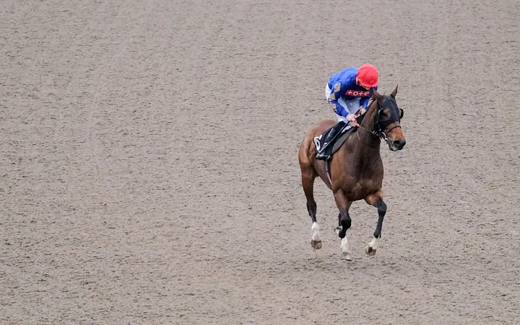 A horse on the all weather track at Chelmsford City Racecourse