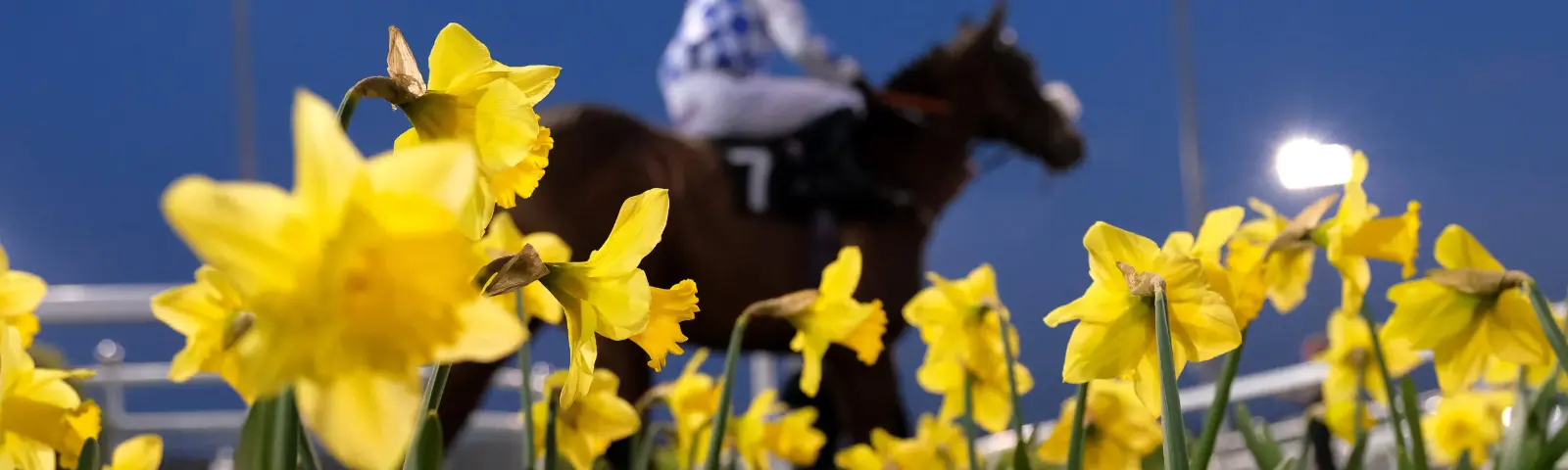 Daffodils with a jockey on a horse in the background.