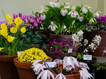 A close up of several pots of brightly coloured flowers.